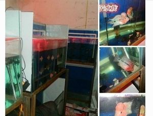 西安水族批發市場vs祥龍魚場（西安水族批發市場）