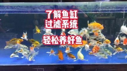西安水族批發市場vs祥龍魚場（西安水族批發市場）