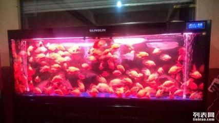 西安水族批發市場vs祥龍魚場（西安水族批發市場）