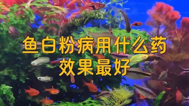 龍魚打粉病的治療方法有哪些？