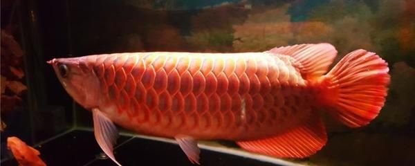買紅龍魚：購買紅龍魚的注意事項(xiàng)