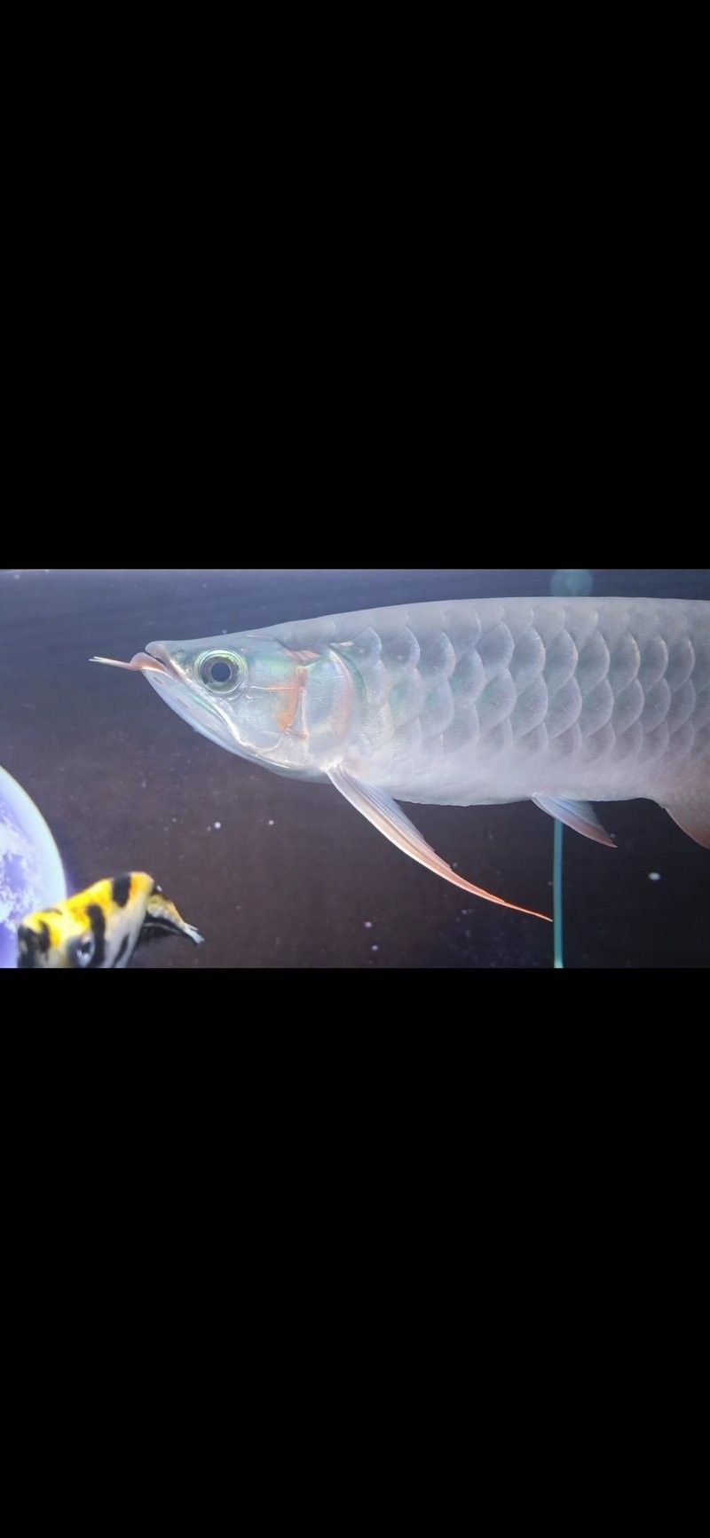 龍魚鰭條恢復(fù)期間需要停食嗎？