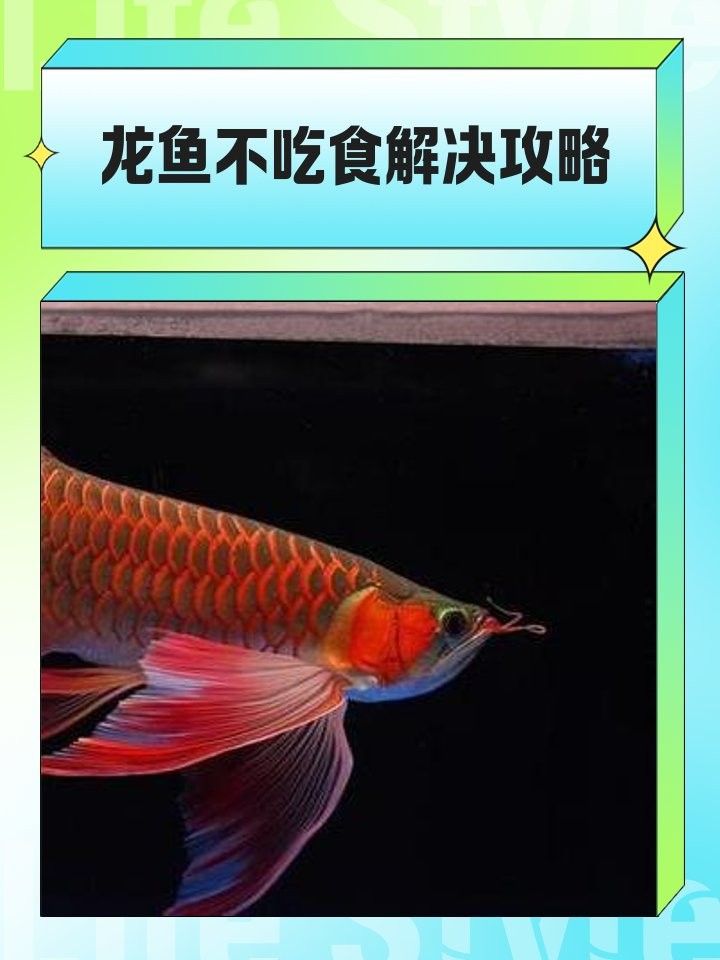 龍魚鰭條恢復(fù)期間需要停食嗎？
