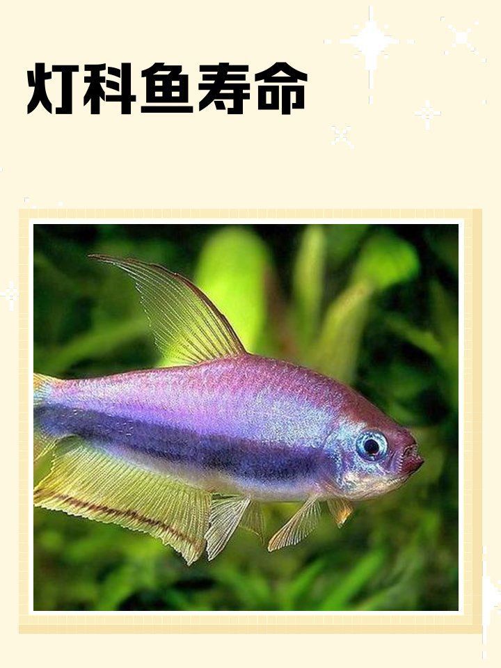 藍帆眼斑一般壽命幾年
