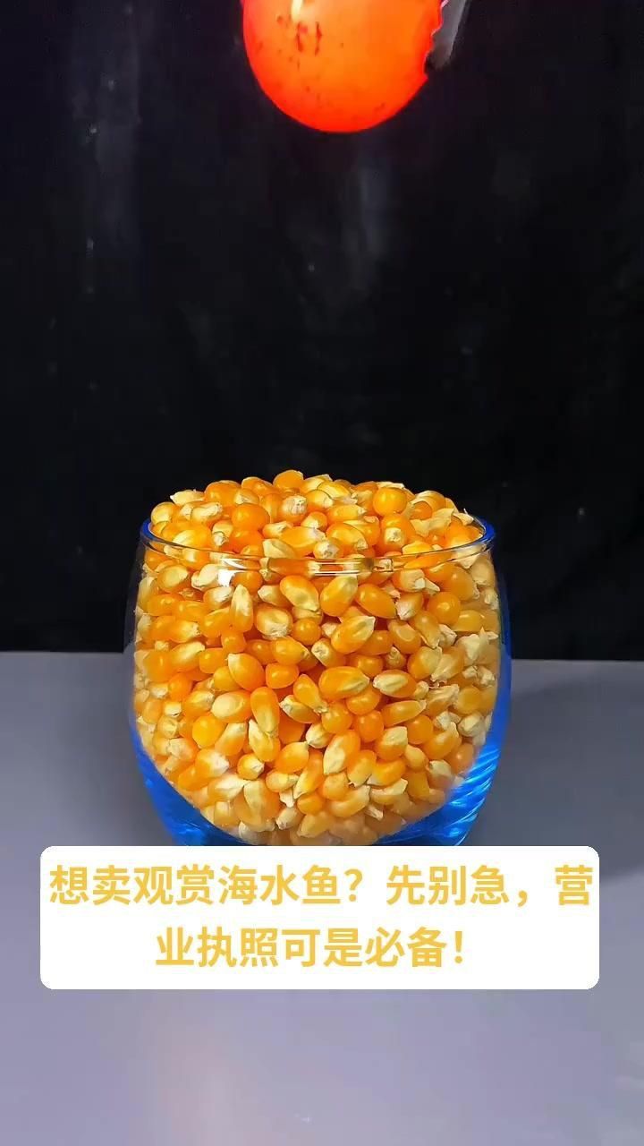 賣觀賞魚