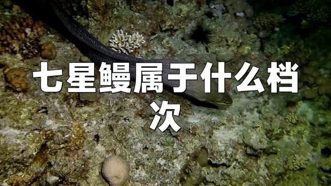 鰻魚屬于什么檔次的魚