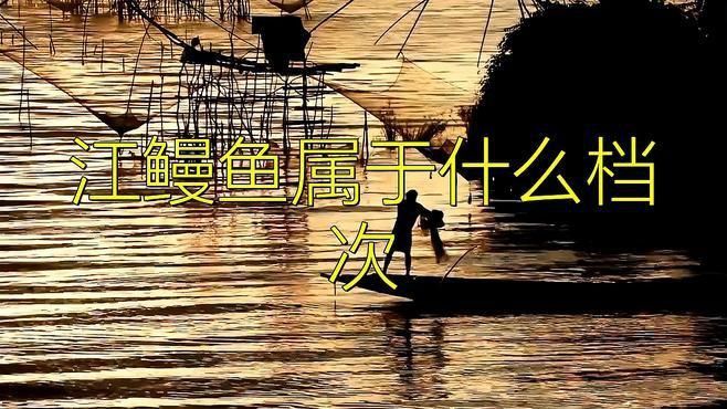鰻魚屬于什么檔次的魚