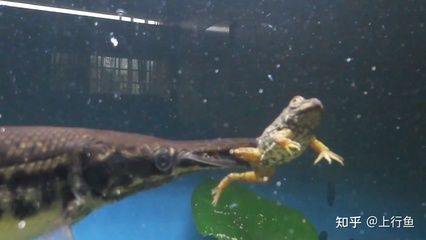 白化鱷雀鱔能和金龍魚混養嗎：白化鱷雀鱔和金龍魚可以混養但需要注意水質、光照和魚的體型差異