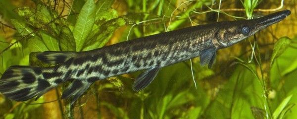 白化鱷雀鱔能和金龍魚混養嗎：白化鱷雀鱔和金龍魚可以混養但需要注意水質、光照和魚的體型差異