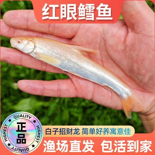 哪里可以購買到紅眼白子招財龍？