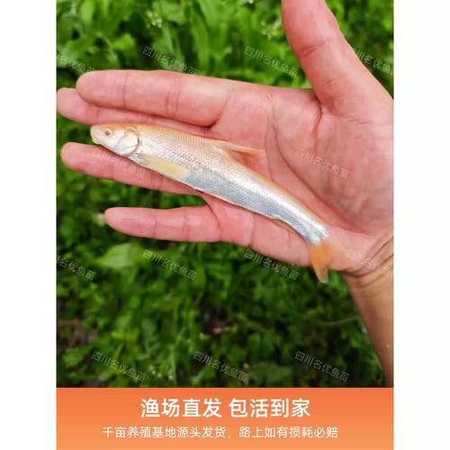 哪里可以購買到紅眼白子招財龍？