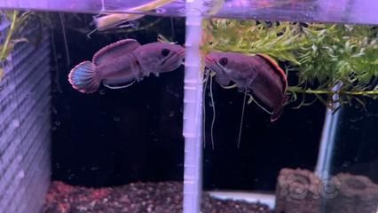 雷龍魚苗品種介紹（雷龍魚苗品種介紹：阿薩姆雷龍魚苗品種介紹） 雷龍魚苗品種介紹（雷龍魚苗品種介紹：阿薩姆雷龍魚苗品種介紹） 龍魚百科 第2張