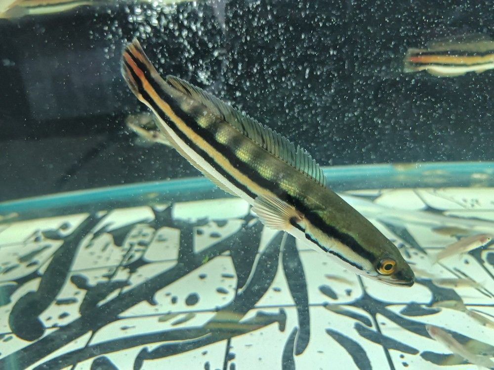 雷龍魚苗品種介紹（雷龍魚苗品種介紹：阿薩姆雷龍魚苗品種介紹） 雷龍魚苗品種介紹（雷龍魚苗品種介紹：阿薩姆雷龍魚苗品種介紹） 龍魚百科 第4張
