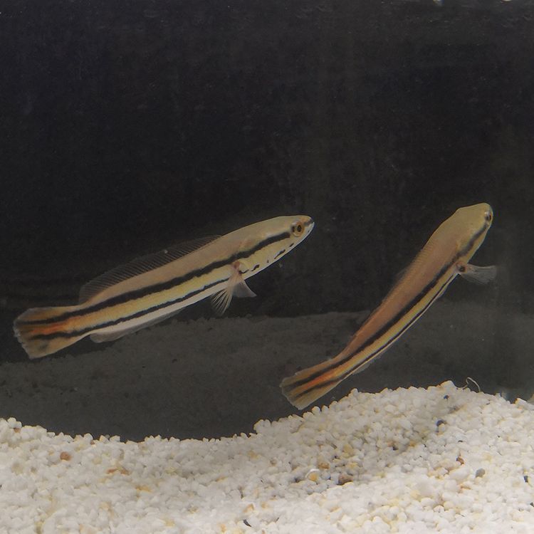 雷龍魚苗品種介紹（雷龍魚苗品種介紹：阿薩姆雷龍魚苗品種介紹） 雷龍魚苗品種介紹（雷龍魚苗品種介紹：阿薩姆雷龍魚苗品種介紹） 龍魚百科 第3張