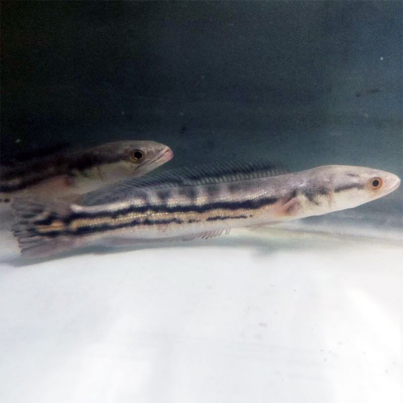 雷龍魚苗品種介紹（雷龍魚苗品種介紹：阿薩姆雷龍魚苗品種介紹） 雷龍魚苗品種介紹（雷龍魚苗品種介紹：阿薩姆雷龍魚苗品種介紹） 龍魚百科 第5張