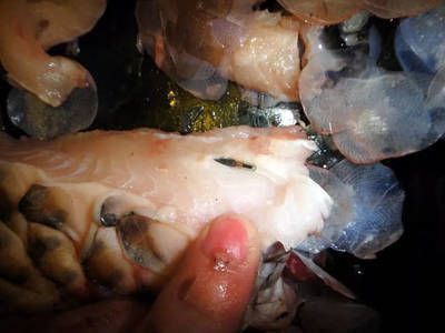 龍魚編碼查詢：關于龍魚編碼查詢的一些詳細信息