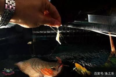 凍魚怎么喂龍魚好：凍魚怎么喂龍魚