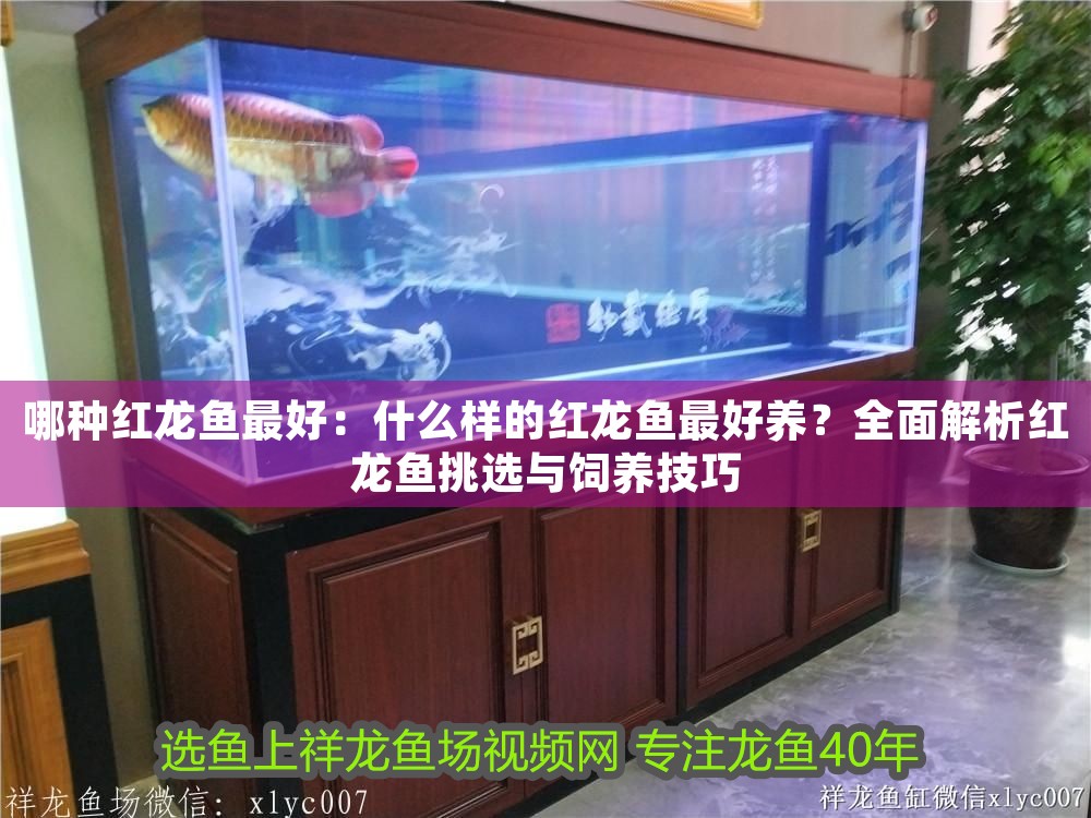 哪種紅龍魚最好：什么樣的紅龍魚最好養？全面解析紅龍魚挑選與飼養技巧