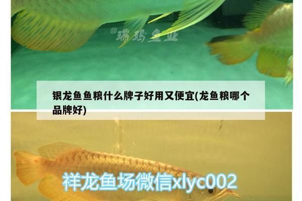 龍魚魚糧什么牌子好用又實惠又便宜：龍魚魚糧品牌排行榜