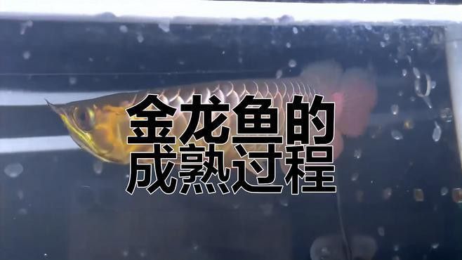 過背金龍魚成長過程