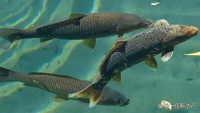 有哪些藥物可以促進龍魚鰓蓋恢復？