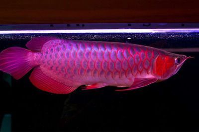 藍(lán)底龍魚要用什么顏色燈光好看點(diǎn)：藍(lán)底金龍魚可以選擇超光燈或藍(lán)燈或藍(lán)燈來照射，體色更鮮艷