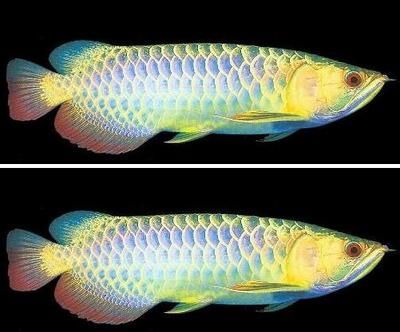 藍(lán)底龍魚要用什么顏色燈光好看點(diǎn)：藍(lán)底金龍魚可以選擇超光燈或藍(lán)燈或藍(lán)燈來照射，體色更鮮艷