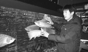 北京紅龍魚(yú)哪家好養(yǎng)：北京紅龍魚(yú)養(yǎng)殖機(jī)構(gòu)