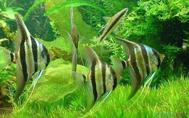 如何挑選血統(tǒng)純正的紅龍魚品種：如何挑選血統(tǒng)純正的紅龍魚，從入門到精通 如何挑選血統(tǒng)純正的紅龍魚品種：如何挑選血統(tǒng)純正的紅龍魚，從入門到精通 龍魚百科 第2張