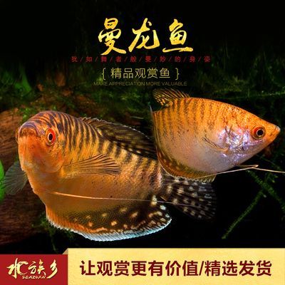 金龍魚要單獨養嗎：金龍魚單獨養殖金龍魚需要考慮氧氣供應的問題是什么