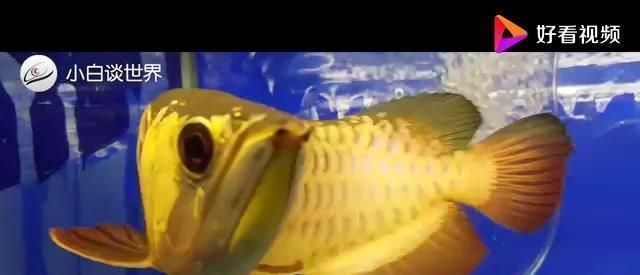 金龍魚要單獨養嗎：金龍魚單獨養殖金龍魚需要考慮氧氣供應的問題是什么