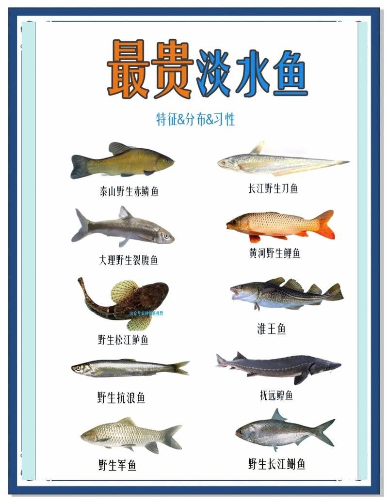 紅龍魚頭部起水泡是什么病癥紅龍魚頭部起水泡是什么病癥引起的：紅龍魚頭部出現水泡是什么病癥 紅龍魚頭部起水泡是什么病癥紅龍魚頭部起水泡是什么病癥引起的：紅龍魚頭部出現水泡是什么病癥 龍魚百科 第5張