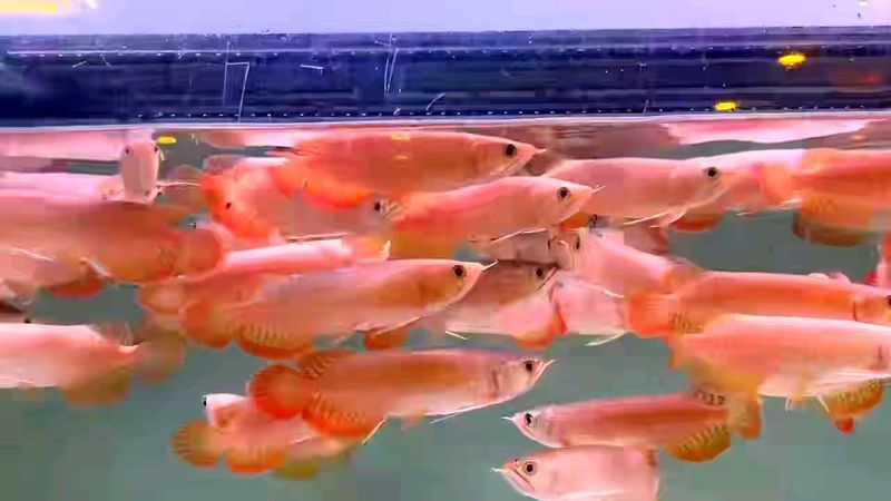 紅龍魚頭部起水泡是什么病癥紅龍魚頭部起水泡是什么病癥引起的：紅龍魚頭部出現水泡是什么病癥 紅龍魚頭部起水泡是什么病癥紅龍魚頭部起水泡是什么病癥引起的：紅龍魚頭部出現水泡是什么病癥 龍魚百科 第10張