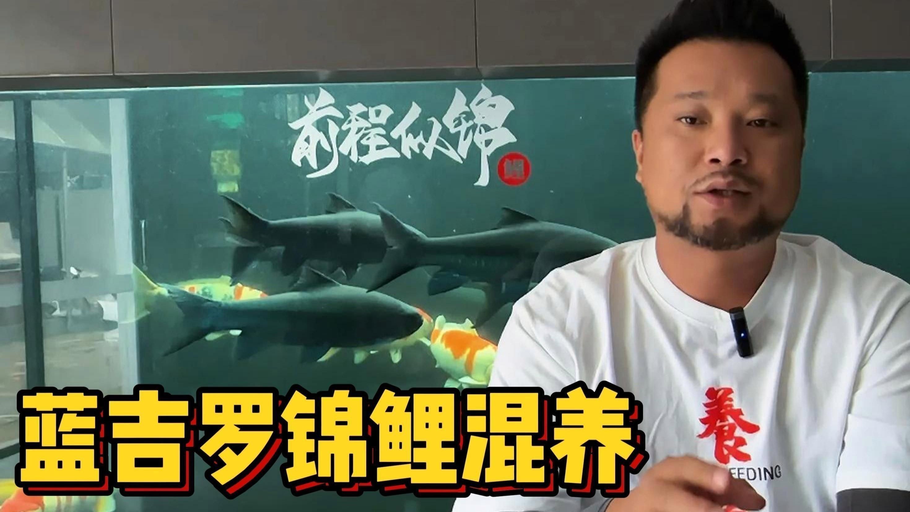 藍(lán)吉羅可以和什么魚混養(yǎng)