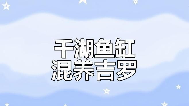 藍(lán)吉羅可以和什么魚混養(yǎng)