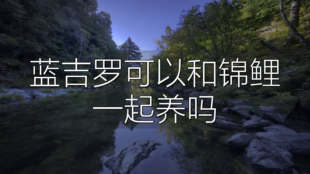 藍(lán)吉羅可以和什么魚混養(yǎng)