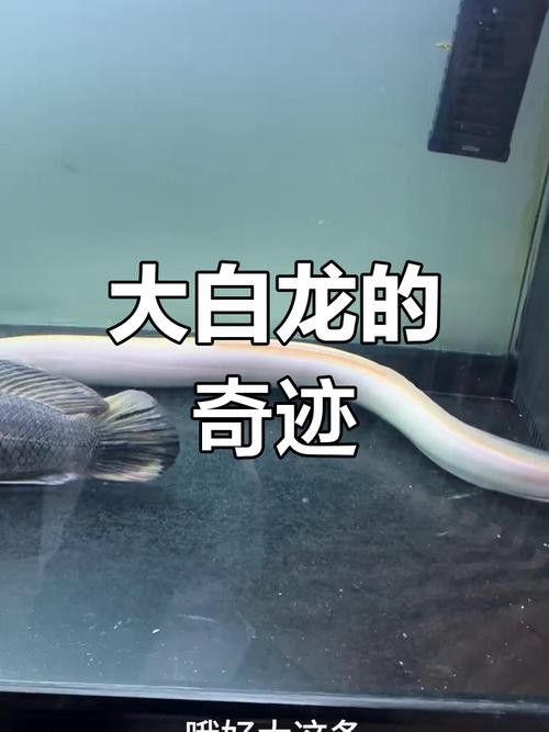 白龍魚大概多少錢一條啊