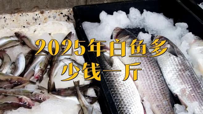 白龍魚大概多少錢一條啊