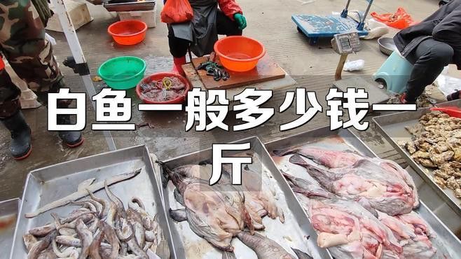 白龍魚大概多少錢一條啊
