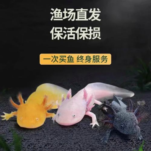 白龍魚大概多少錢一條啊