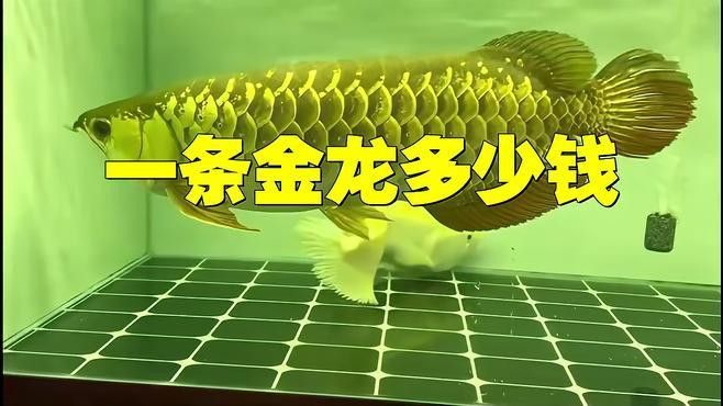 古典金龍的市場價格是多少？