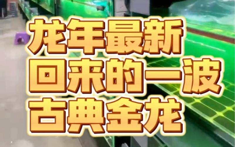 古典金龍的市場價格是多少？