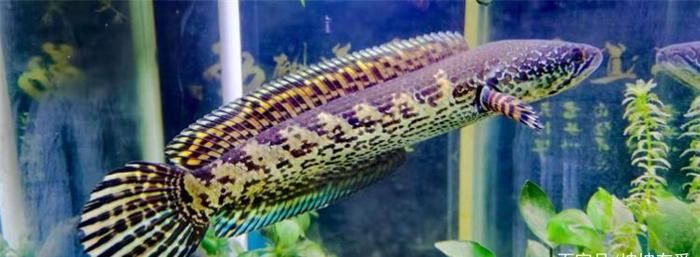 雷龍魚吃啥長得快（雷龍魚吃什么長得快）