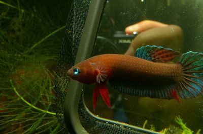 雷龍魚吃啥長得快（雷龍魚吃什么長得快）