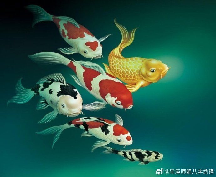 錦鯉魚三不過是什么意思