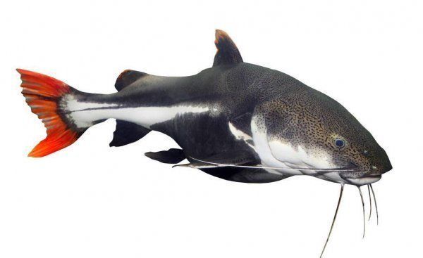 龍魚可以跟招財貓一起養嗎（龍魚可以和招財貓魚一起養）