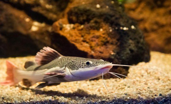 龍魚可以跟招財貓一起養嗎（龍魚可以和招財貓魚一起養）
