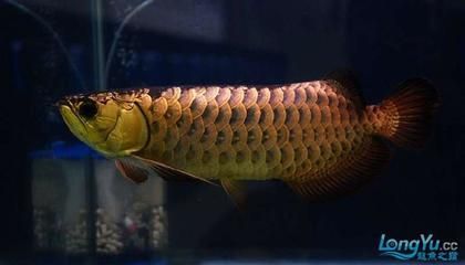 金龍魚頭部金線有個小洞：金龍魚頭部金線有一個小洞可能是由多種原因引起的