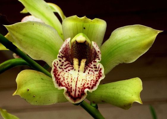 金龍魚膠須的功效和作用是什么（金龍魚膠須適宜人群有哪些）