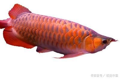 紅龍魚水溫多少度合適養（養紅龍魚水溫多少度最好）